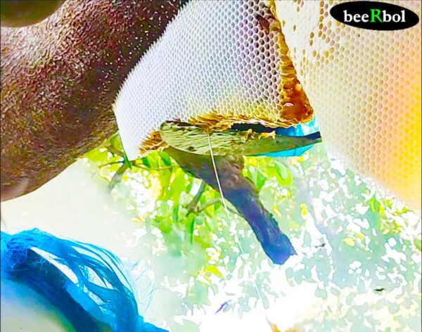 সুন্দরবনের চাকের মধু