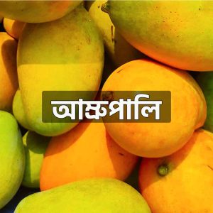 ফ্রুট ব্যাগিং আম্রপালি