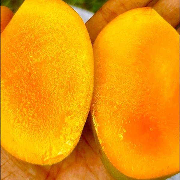 লক্ষণভোগ আম