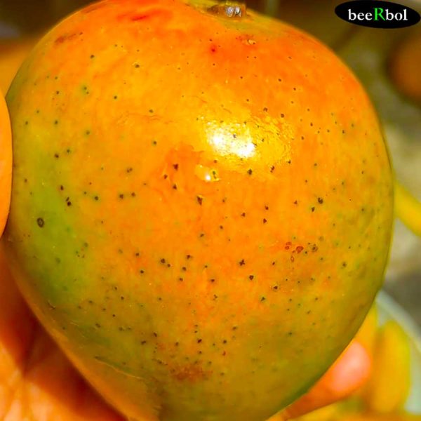 হাড়িভাঙ্গা আম