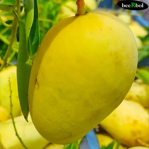 কাটিমন আম