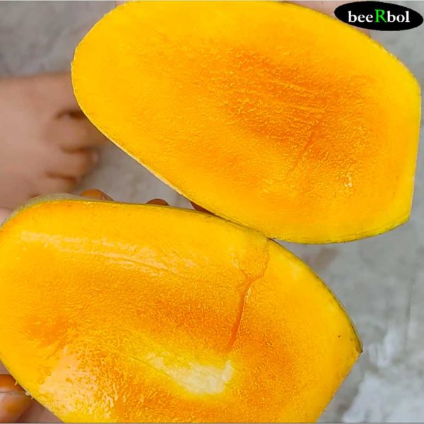গাছপাকা কাটিমন